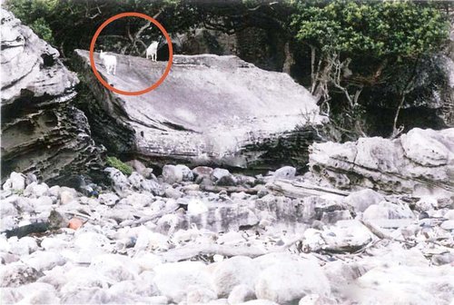 日本为抢钓鱼岛大搞生物资源调查(组图)