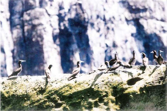 日本为抢钓鱼岛大搞生物资源调查(组图)